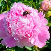 5x Paeonia | Pioenrozen winterhard | Roze Wit | Geurende Bloem | Zomerbloeier | Bollen vaste plant winter