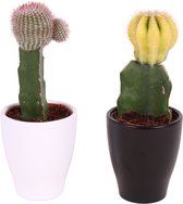 Kamerplanten van Botanicly – 2 × Planten Mix – Hoogte: 20 cm – Mix
