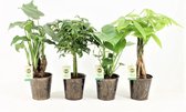 Kamerplanten van Botanicly – 4 × Planten Mix – Hoogte: 40 cm – Mix
