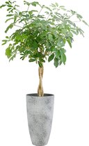 Schefflera arboricola ‘Compacta’ in grijze sierpot (vaas Nova concrete) - Hoogte ↕120cm - pot ∅29cm