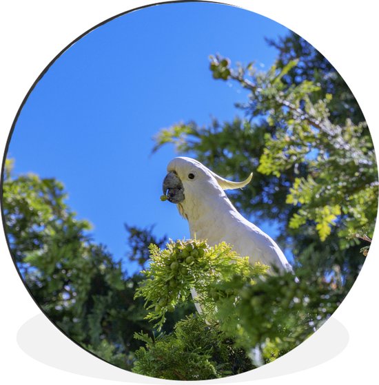 WallCircle - Wandcirkel - Muurcirkel - Witte kaketoe in een groene boom - Aluminium - Dibond - ⌀ 120 cm - Binnen en Buiten XXL