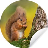 WallCircle - Muurstickers - Behangcirkel - Rode eekhoorn naast de boom - ⌀ 30 cm - Muurcirkel - Zelfklevend - Ronde Behangsticker