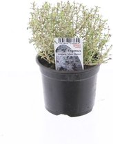 Kruid van Botanicly – Thymus Silver Queen – Hoogte: 15 cm