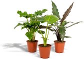 Tropische kamerplanten set - Alocasia Low Rider 75cm, ø19, Alocasia Macrorrhiza 75cm, ø19 + Alocasia Lauterbachiana 75cm, ø19 - Makkelijke kamerplanten - Tropische planten - Luchtzuiverend - 