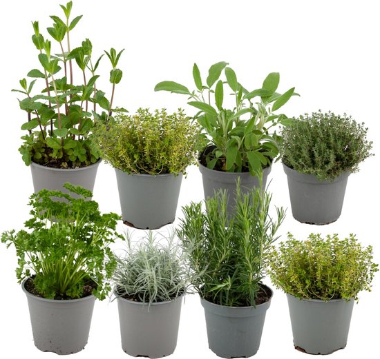 ZynesFlora.nl | Italiaanse Kruidenmix – 8 Stuks - Ø 12 cm - ↕ Hoogte: 12-15 cm - Buitenplant – Tuinplant - Tuinkruiden - Kruiden
