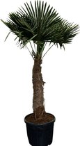 Tropictrees - Palmboom - Trachycarpus Fortunei - Plant - Winterhard - Pot ⌀ 50 cm - Hoogte ca. 210cm