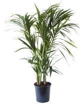 Kentia Palm zonder pot - Hoogte ↕ 125cm - Pot ∅ 24cm