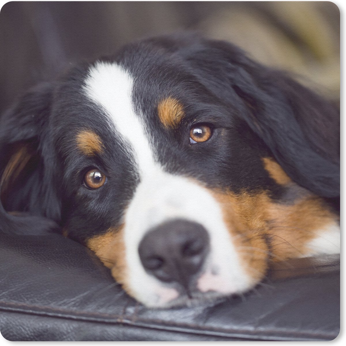 Muismat 20x20 cm - Mousepad Een Berner Sennenhond liggend op de bank - Muismatten