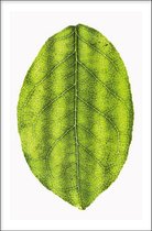 Walljar - Leaf - Muurdecoratie - Poster