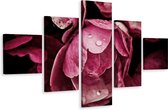Schilderij - Pioenroos close-up, 5luik, premium print