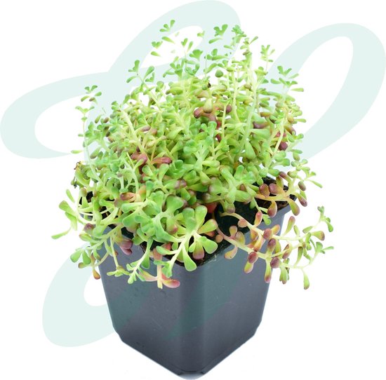 Een groene vetplant met kleine rode puntjes, in een zwarte pot.