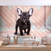 Fotobehang - French Bulldog.