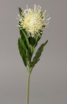 Kunstbloem - Leucospermum - topkwaliteit decoratie - 2 stuks - zijden bloem - Wit - 66 cm hoog