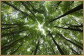 JUNIQE - Poster met kunststof lijst Beuken -20x30 /Groen