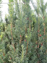 Venijnboom Taxus media Hicksii 50-60 cm, 150x Haagplant