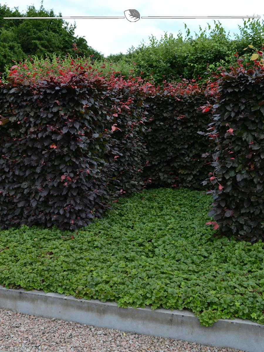 Rode Beuk Fagus sylvatica Atropunicea 100-125 cm Blote wortel, 500x Haagplant