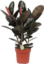 ZynesFlora - Ficus Elastica  - Kamerplant - Ø 27 cm - ↕ Hoogte: 80-90cm - Rubberplant