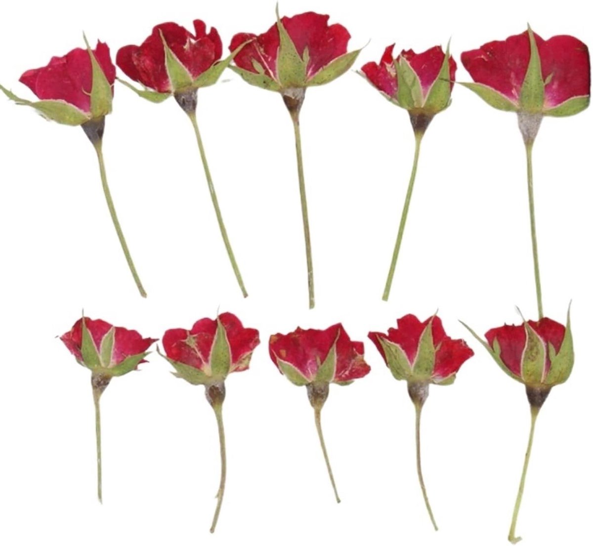 Gedroogde Bloemen - Mini Rozen - Knutselen Decoratie - Natuurlijk Materiaal - 12 Stuks - Rood