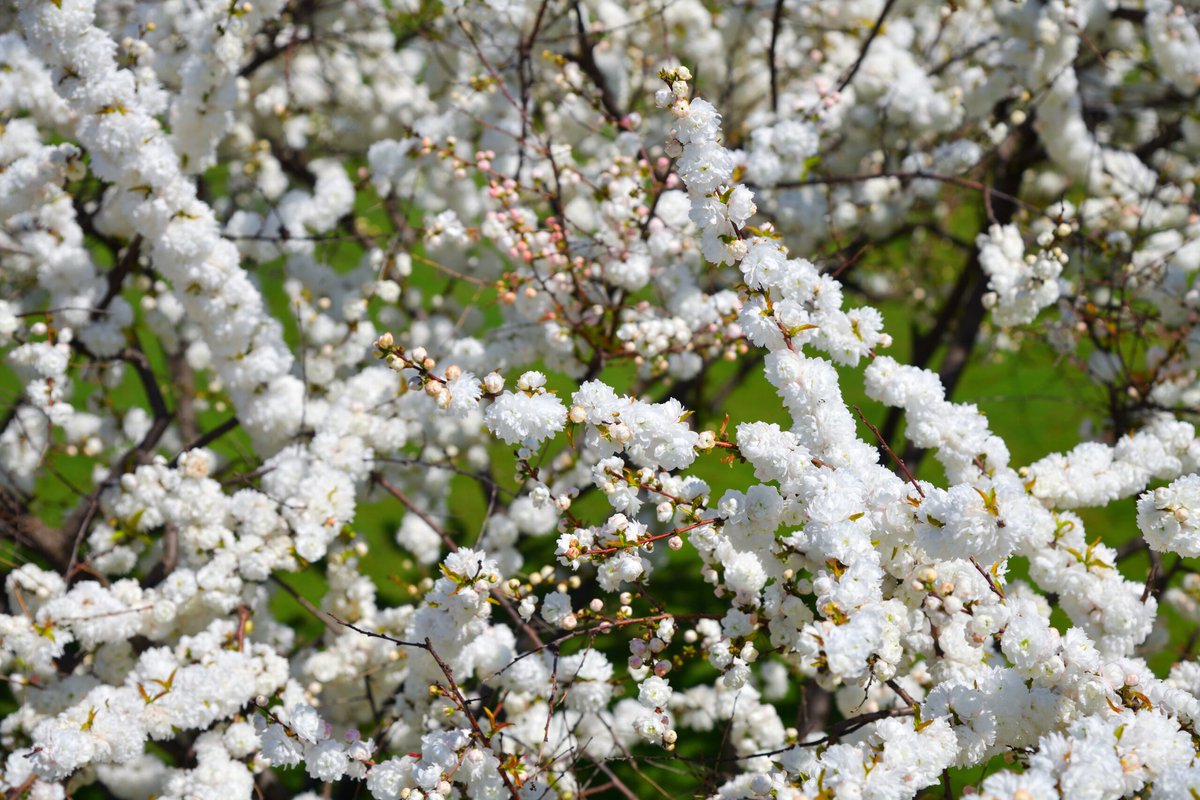Set van 3 Prunus glandulosa – 'Alba Plena' – Witte Amandel – hoogte ca. 25 cm – 9 cm pot