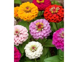Zinnia Lilliput Zaden Gemengd Zinnia Elegans Eenjarig