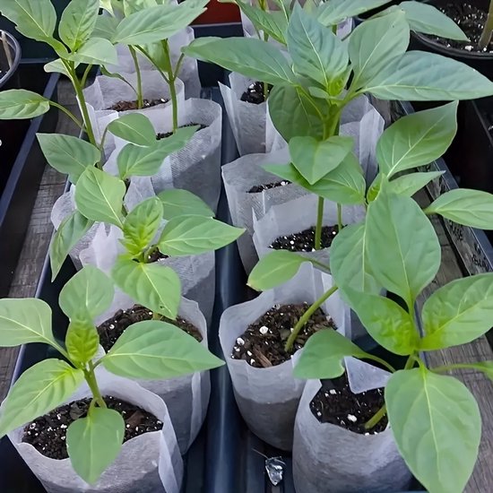 Rij met jonge plantjes met groene bladeren in witte niet-geweven zakken, staand in een donkere bak.