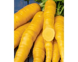 Voederwortel Zaden Jaune Du Doubs Daucus Carota Eenjarig