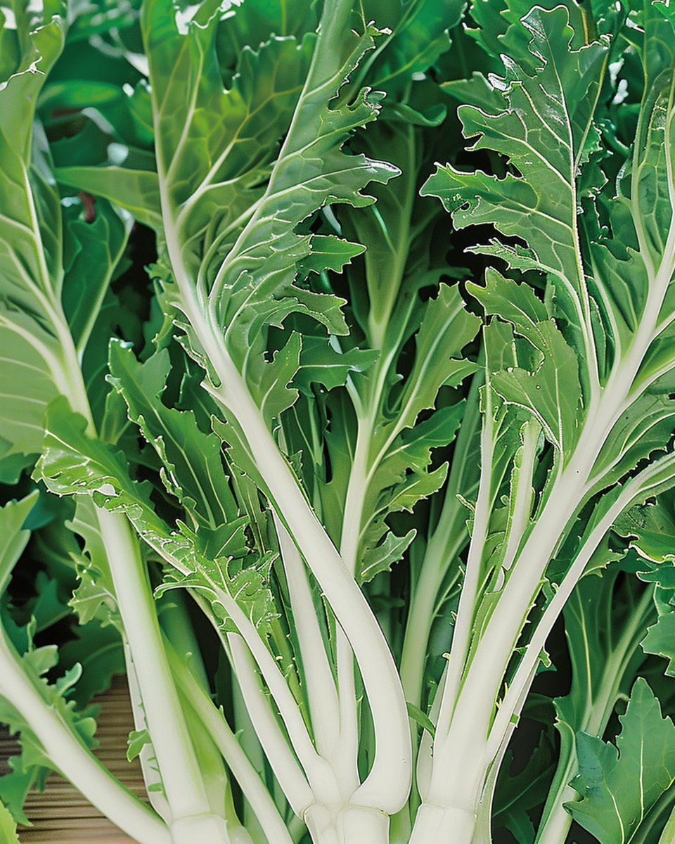 Mizuna Zaden Brassica Rapa Bladkool Vroeg Ras