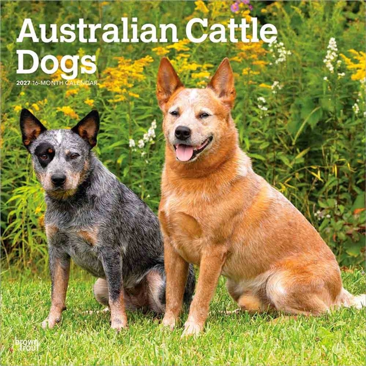 Australian Cattle Dog Kalender 2027