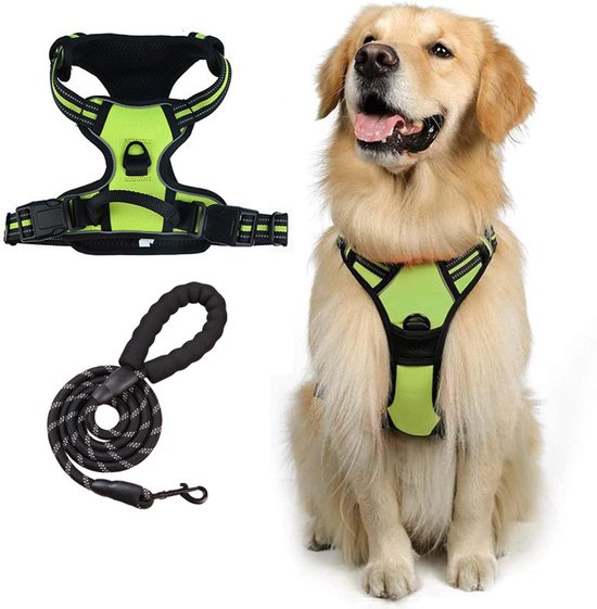 Harnais pour chien vert avec accents réfléchissants, une laisse assortie et un Golden Retriever assis.