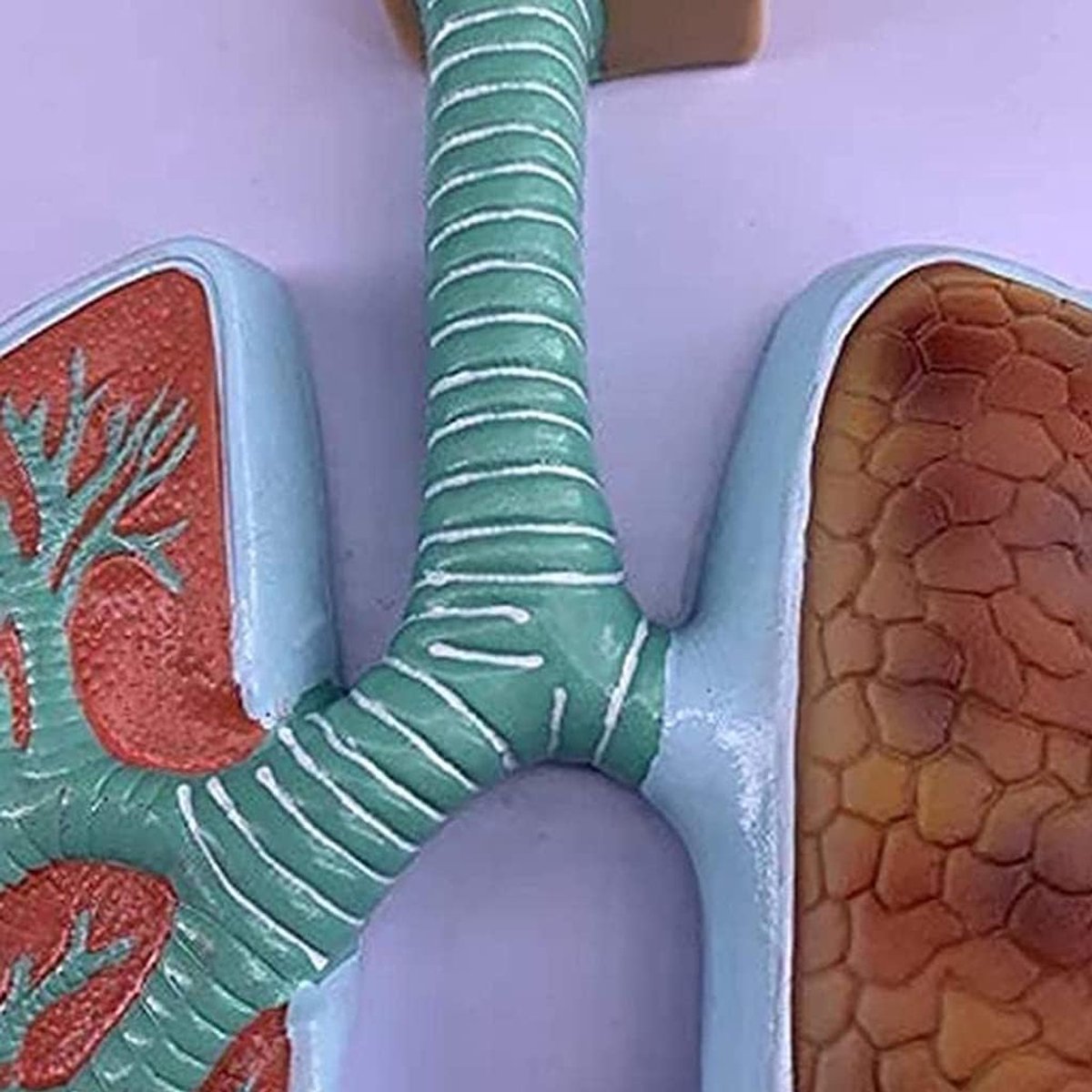 Menselijk Ademhalingssysteem Model - Longen Anatomie - Onderwijs Presentatie - Realistische Textuur - 19 x 33.5 cm - Standaard