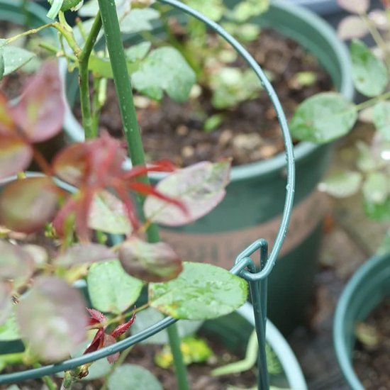 Set van 10 metalen halve plantsteunen voor tuinplanten, bloemen, tomaten en groenten (40 x 25 cm) van Merkloos — afbeelding 2