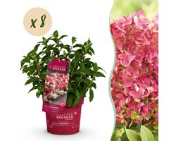Green boutiQ - Tuinplant - Hydrangea panniculata Groundbreaker Ruby - Pluimhortensia - Winterhard - Rood - 8 Planten - Pot 14cm - Hoogte 20-25cm