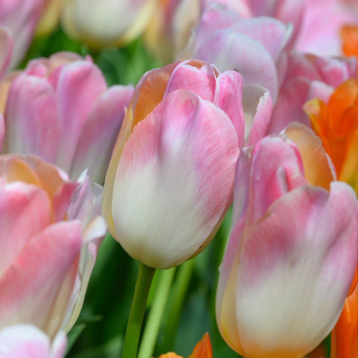 Tulp Kunyun | 10 stuks | Darwinhybride | Roze | Zalm | Tulpenbollen