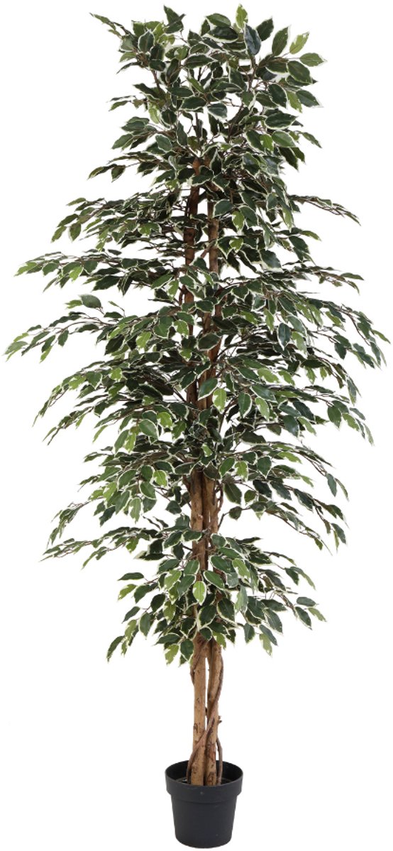 Trendyplants - Kunst Ficus Benjamina Variegata - Bonte Treurvijg - Kunstplant - Hoogte 205cm - Potmaat Ø20cm