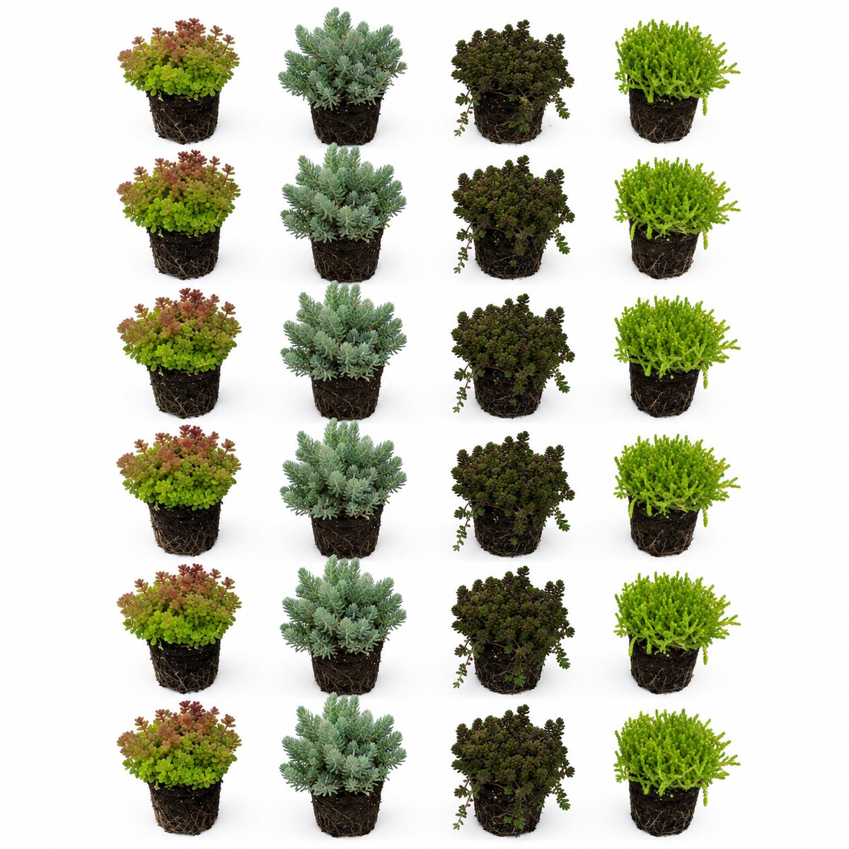 vdvelde.com - Sedum Vetkruid Gemengd 24 Stuks P9 - Rotsplanten Mix Vijverrand - Bodembedekker Winterhard - Bijenplant Droogteresistent Rotstuin