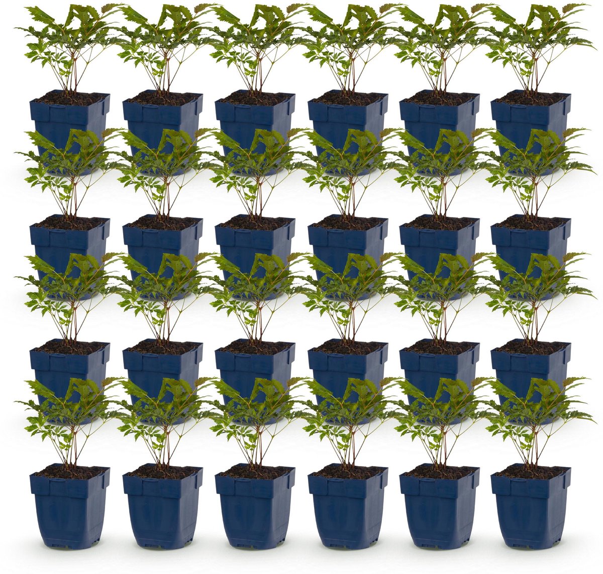 Green boutiQ - Vasteplant - Astilbe (A) Fanal - Pluimspirea - Schaduw - Rood - 24 Planten - Pot 11cm - Hoogte 15-25cm