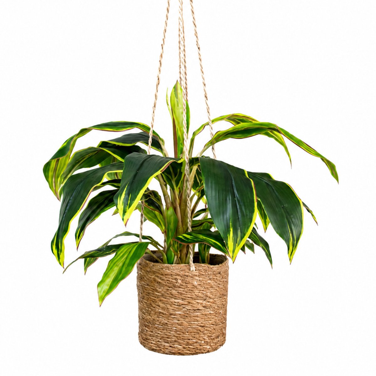 HTT Decorations Kunstplant Cordyline in hangmand naturel L100cm