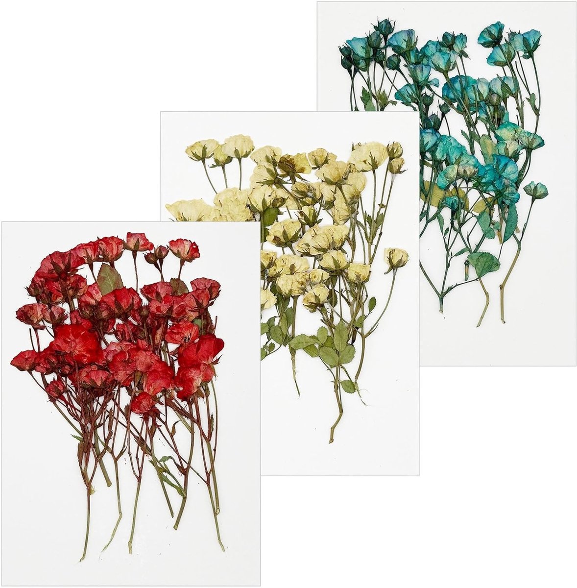 Gedroogde bloemen voor hars, natuurlijke hemelse bloemen, geperst voor kaarsen en sieraden, 30 stuks chrysant voor DIY-projecten en decoratie