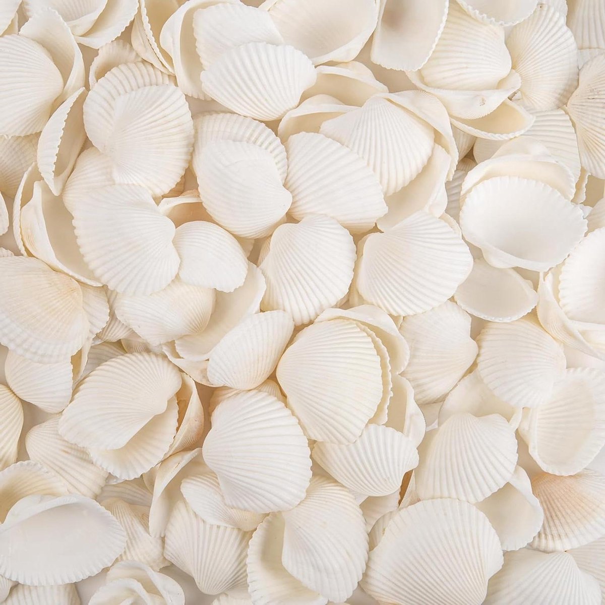 Kleine Zeeschelpen - Witte Schelpjes - Decoreren en Knutselen - Natuurlijke Bulk - 0.8-1.2 Inch - Natuurlijk Wit