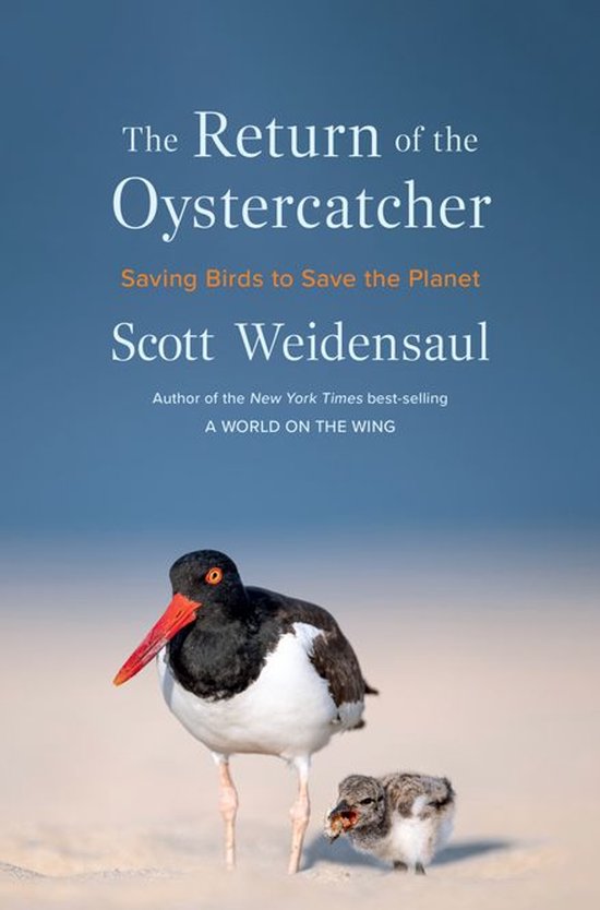 Return of the Oystercatcher - cover