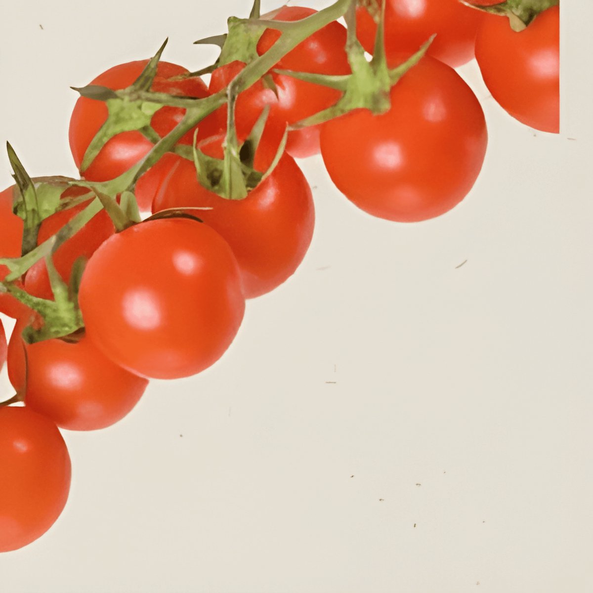 2 sets - Kerstomaat Cerise Zaden Solanum Lycopersicum Biologisch Eenjarig
