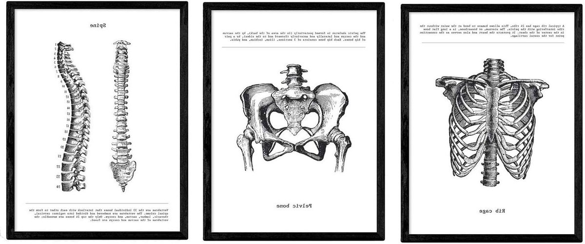 Anatomie Posters Set - Lichaam Grafieken - Lesmateriaal Onderwijs - Vintage Stijl - A3 Formaats - Zwart Wit