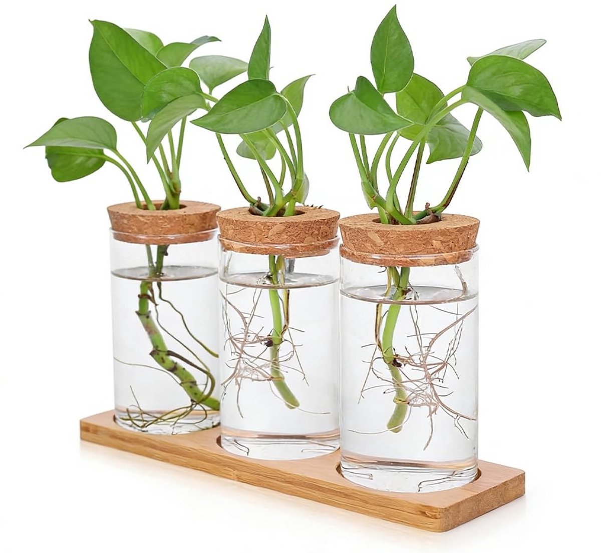 Dailygoods- Propagatiestation met houten sokkel - 3 stuks - Glazen terrarium - Hydrocultuurplanten - Optimale wortelobservatie - Stabiel en veilig ontwerp - Plantenvaas