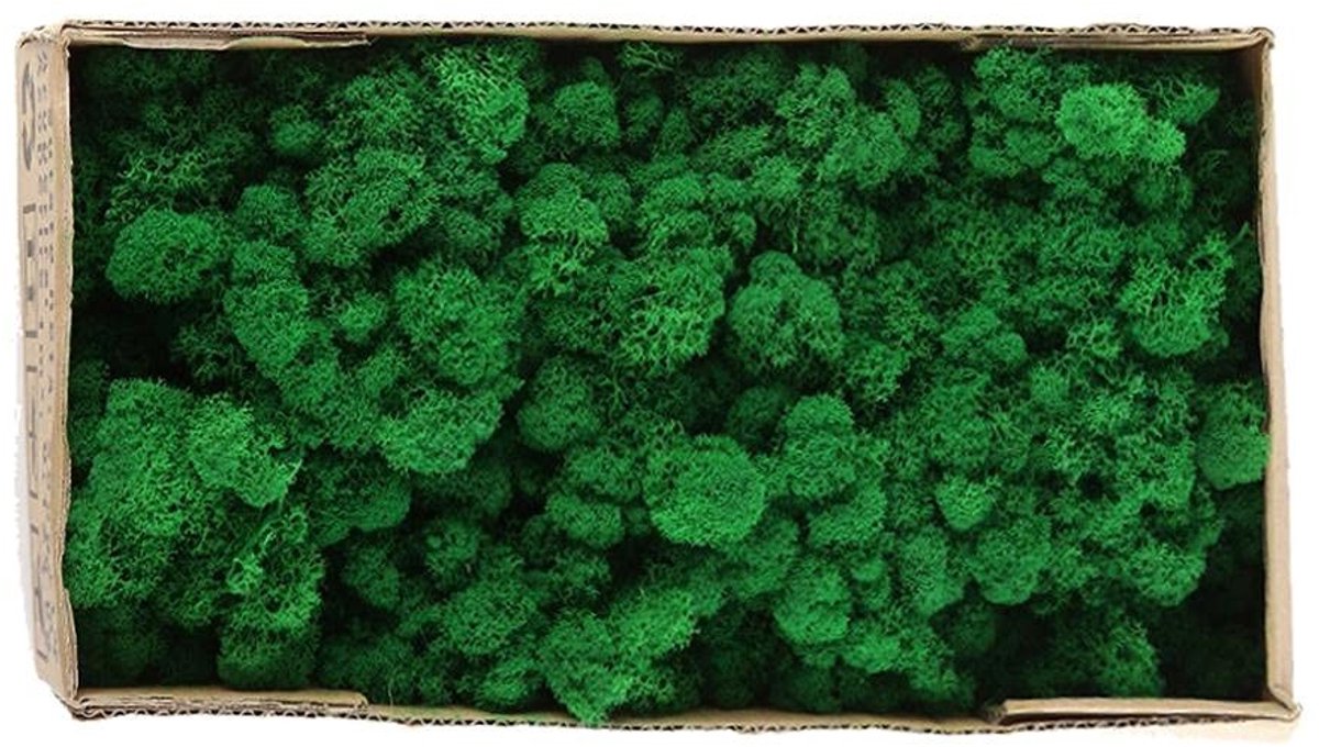 Dailygoods- Geconserveerd Mos Uitzonderlijke Kwaliteit - Decoratie - Bloemstukken - Modellen - Binnenlandscapes - Onderhoudsvrij - Decoratiemateriaal