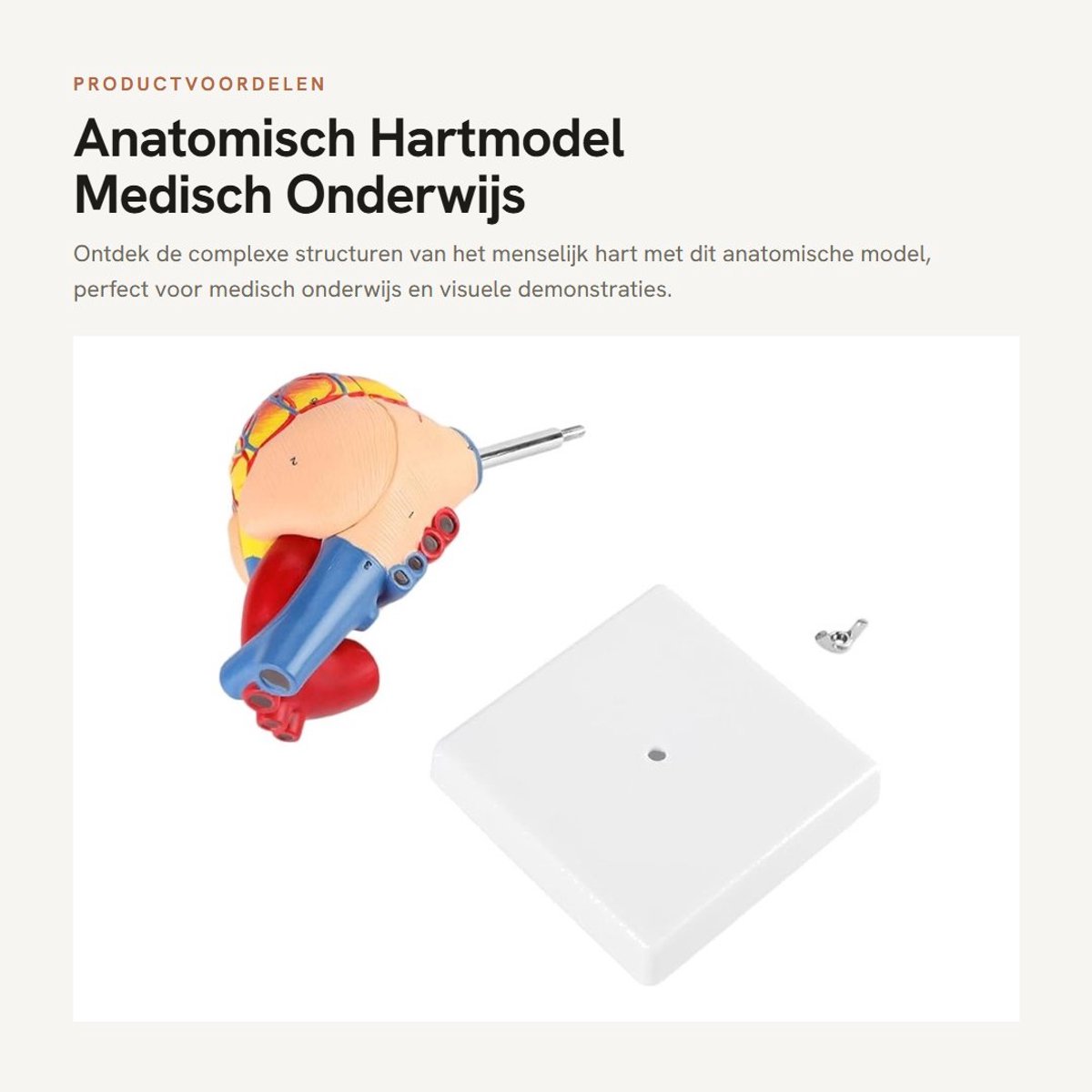 Dailygoods- Hartmodel Anatomisch - Medisch Model - 2 Delen - Milieuvriendelijk PVC - 21 cm - Leerzaam 1:1