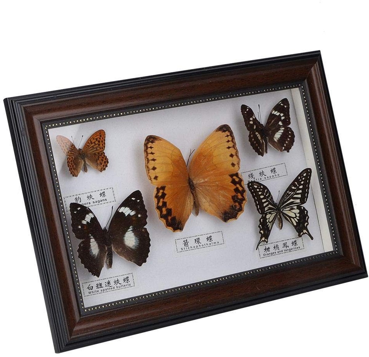 Dailygoods - Ingelijste Vlinder Taxidermie Decoratie met Zwart-Wit Frame