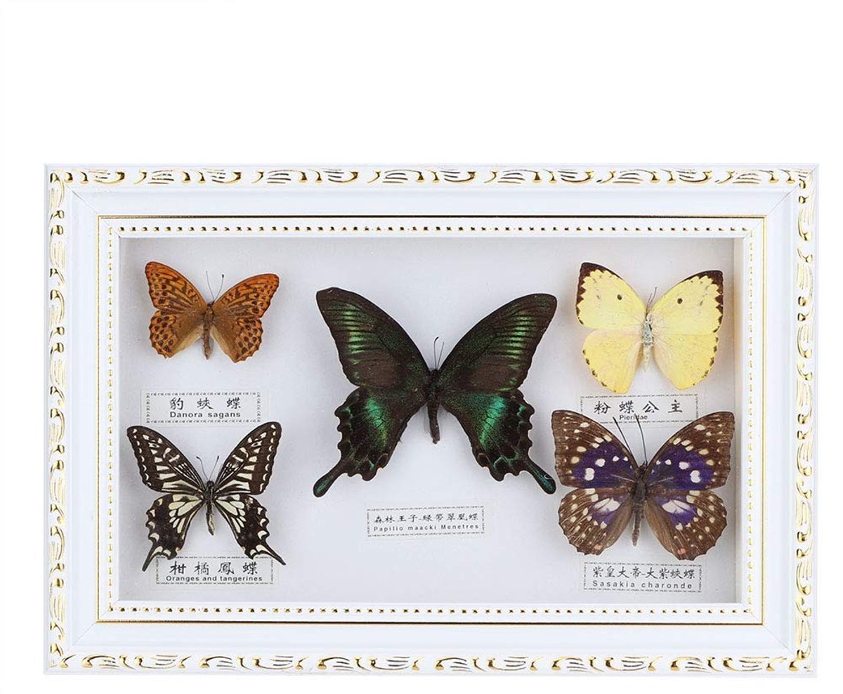 Dailygoods- Tentoonstellingsframe Vlinder - Taxidermie Collectie - Knutsellijst - Cadeau voor Gelegenheden - Decoratief Object - Tijdloos Aandenken - Vlinderdisplay