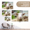 Un mouton tirant la langue, présenté en différentes tailles : 180x120, 120x80, 90x60 et 60x40.