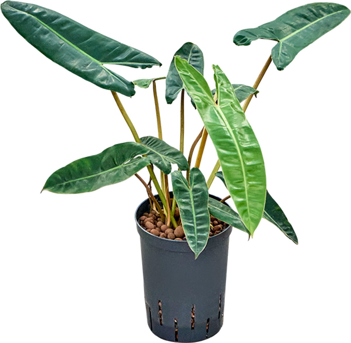 Philodendron - Toef Hydrocultuur - 40