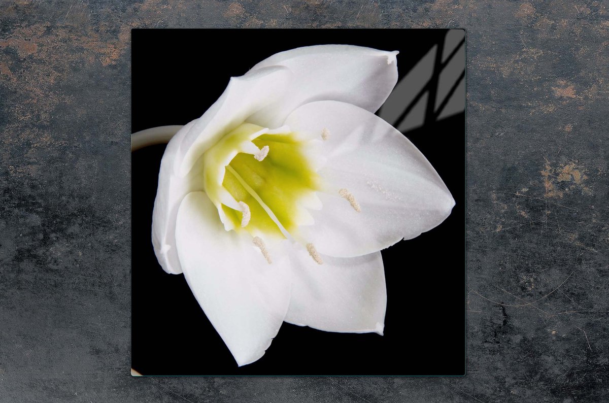 TMK ArtDeko Orchidee - Glazen Beschermplaat - 50x52cm - Krasbestendig - Makkelijk te Reinigen